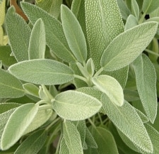 Sage for Night Sweats